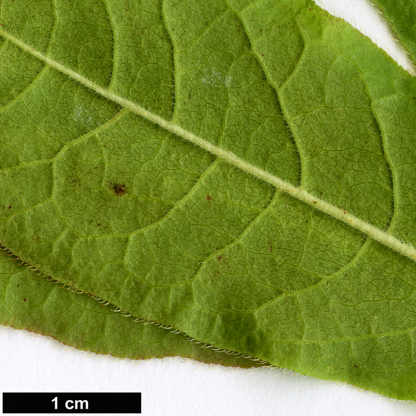 High resolution image: Family: Ericaceae - Genus: Rhododendron - Taxon: molle - SpeciesSub: subsp. japonicum